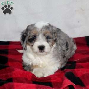 Candy, Mini Bernedoodle Puppy